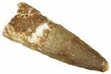Fossil Spinosaurus Tooth - Real Dinosaur Tooth #276896-1